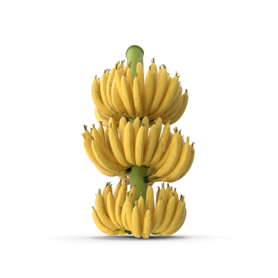 Ripe Yellow Banana Cluster.J01.2k